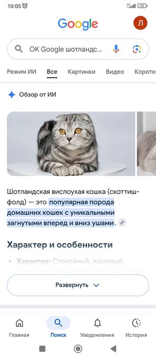 Шотландский вислоухий котик