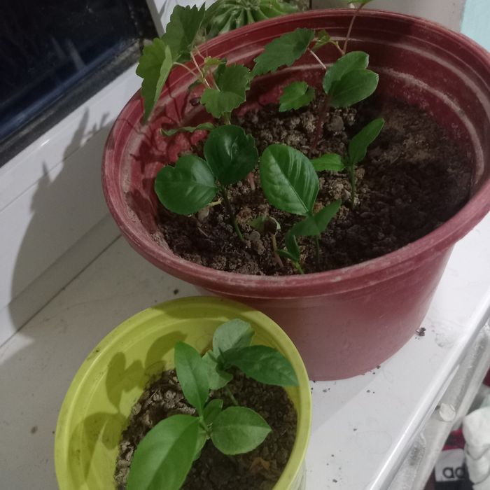 Биёгомус сотилади 1000 сум