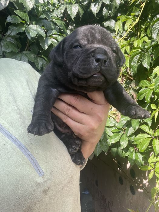 Американский булли щенки