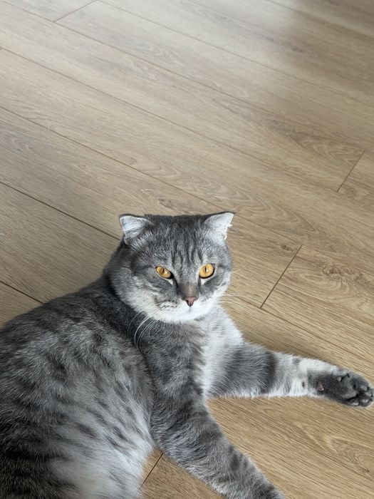 Отдам кота в добрые руки