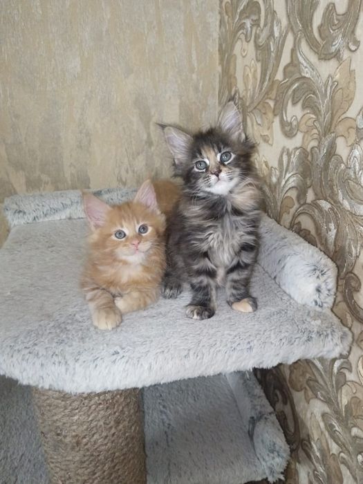 Котята мейн кун мейкун