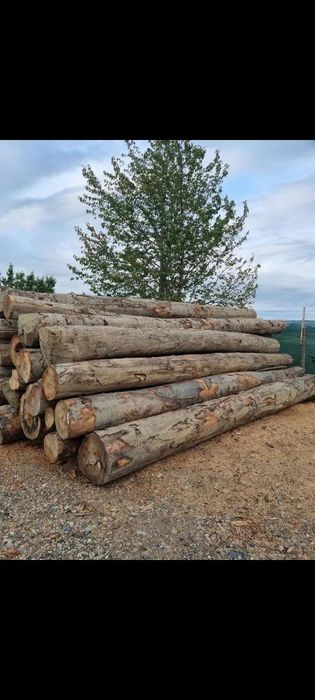 Lemn foc fag, stejar , carpen , salcâm