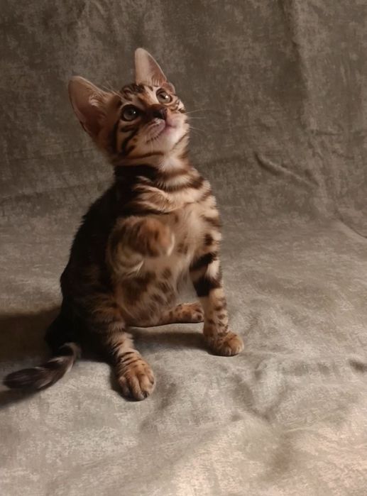 Бенгальские котята в окрасе классический браун. Премиальная линия