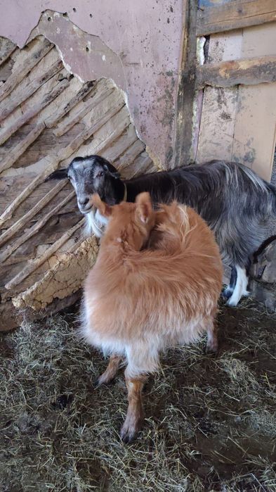Vând 2 căprițe ș 1 țap