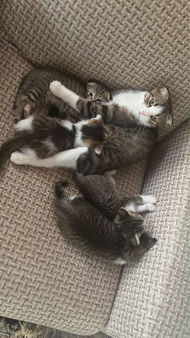 Котята  в добрые руки
