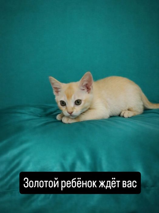 Европейская бурма