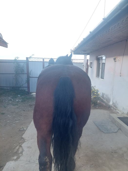 Manza semi grea de vânzare 4 ani  prețul e în euro negociabil