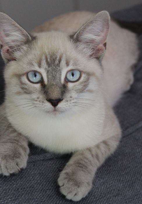 Ragdoll linx point 300 lei