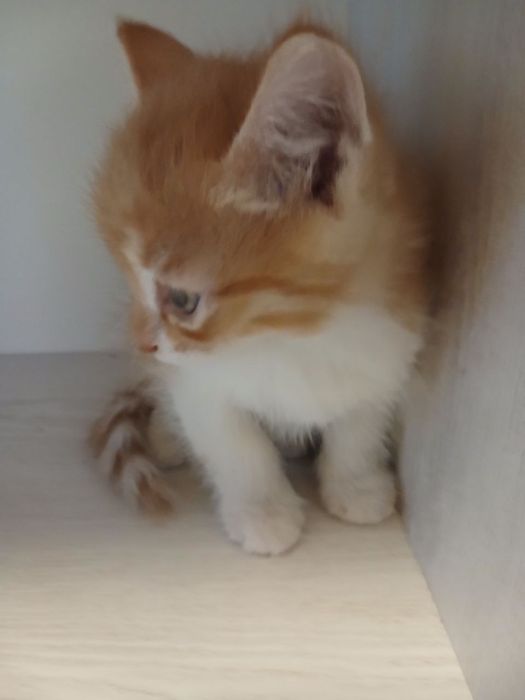 Отдаем котят бесплатно!