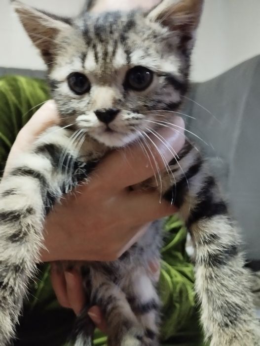 Mushuk bolasi sotiladi