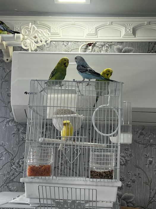 Волнистый попугайчик