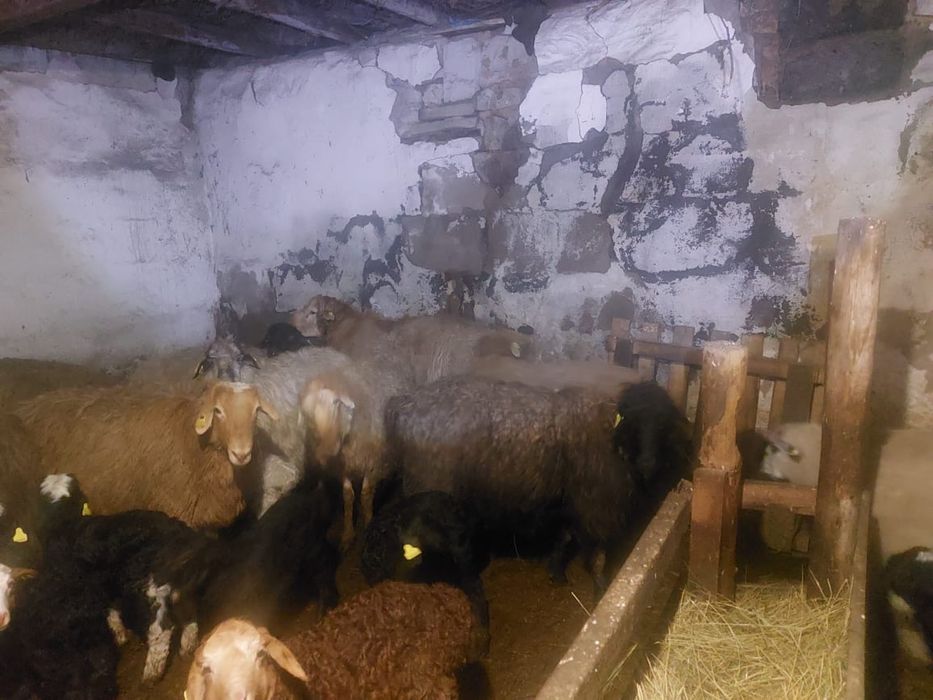 Қошқар сатылады 2 жас