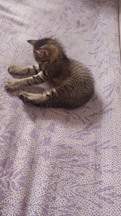 Котёнок 2месячный домашний