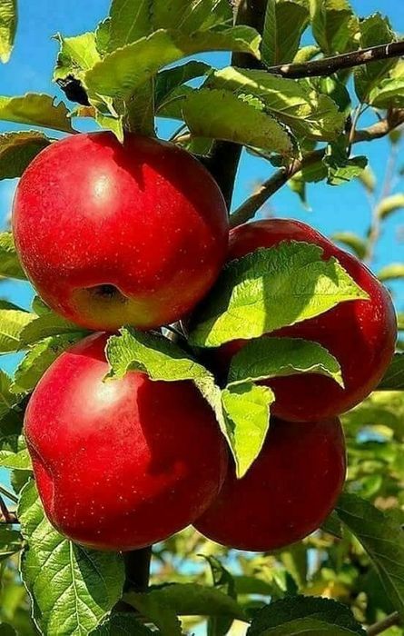 Pomi Fructiferi Columnari (Soiuri De Mar )