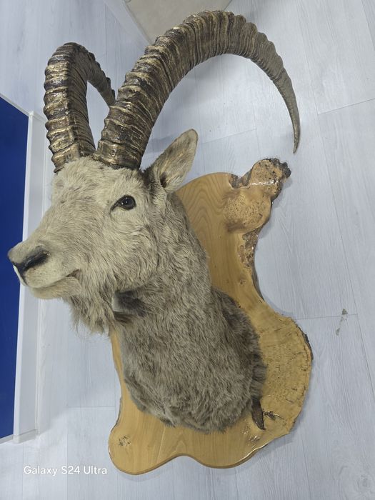 Чучело сибирского козла