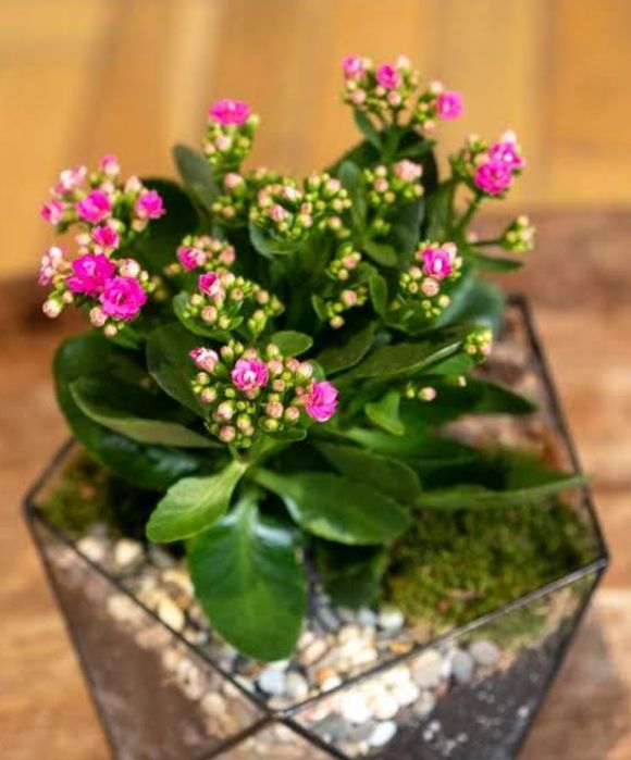 Комнатные цветы. Каланхое