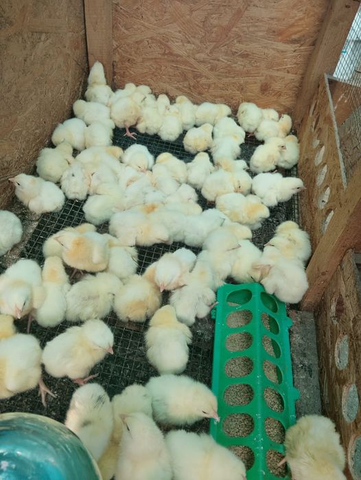 Продам суточный бройлер Рос _- 308