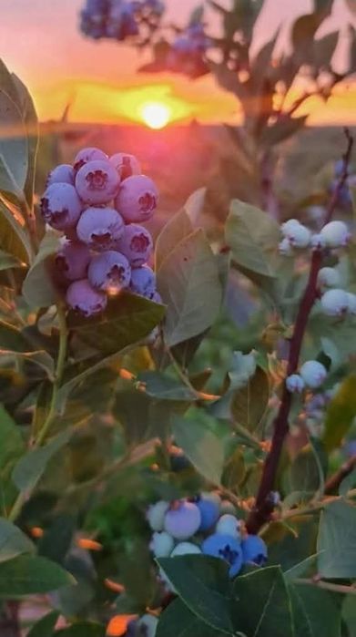 Afine de cultură bio