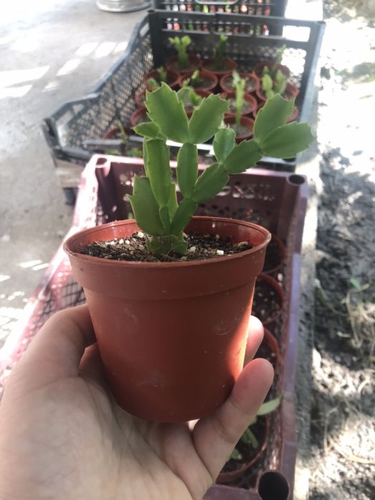 Шлюмбергера