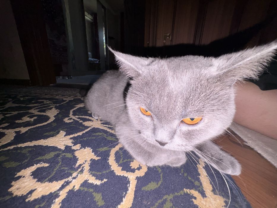 Продам британского кота мальчик