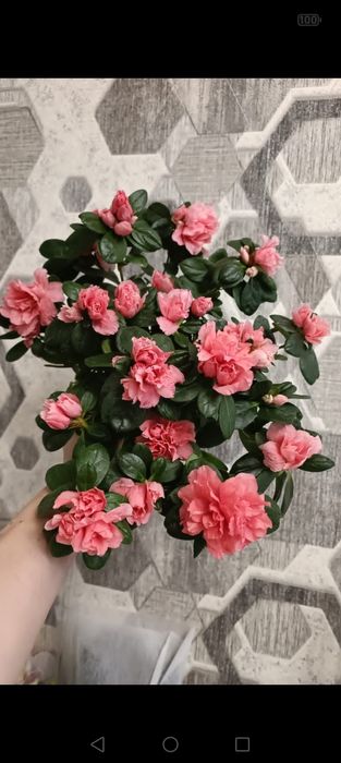 Азалия! Каланхоэ!Гордения!