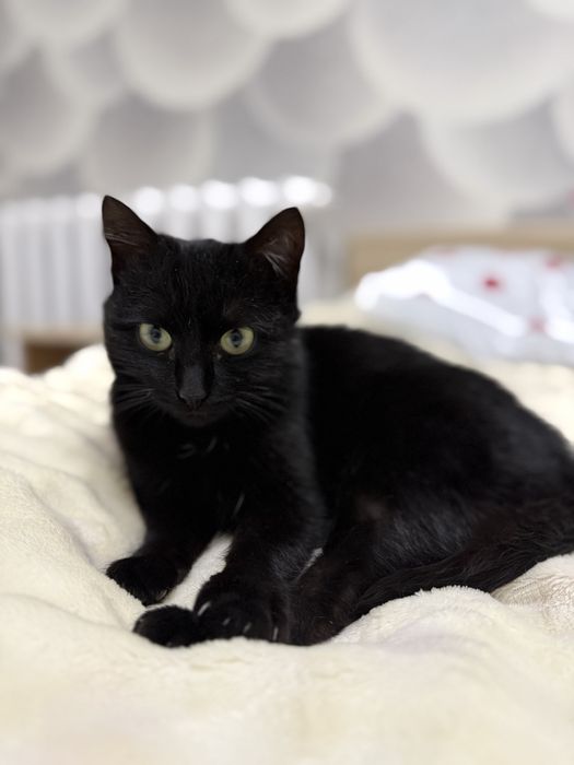 Котенок (девочка) черная с зелеными глазами