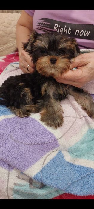 Щенки Мини Йорка