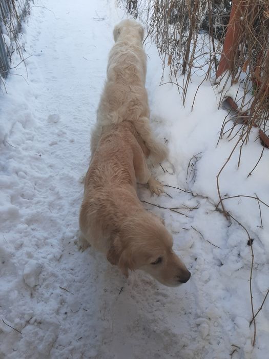 Щенная сука Голден  ретривера. Продам.