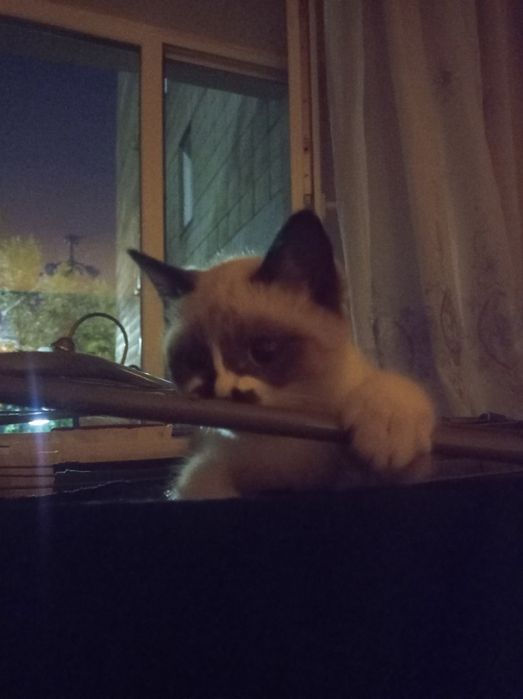 Котёнок в добрые руки !