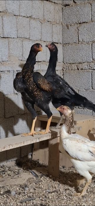 Дакан тухимлари сотилади 14-дона бор