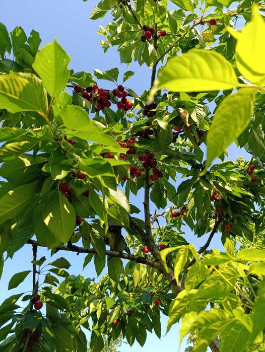 Къща село Веселие с акт 16