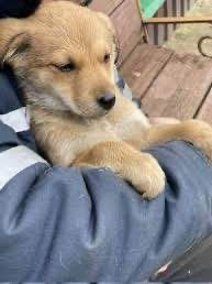 отдам щенка даром