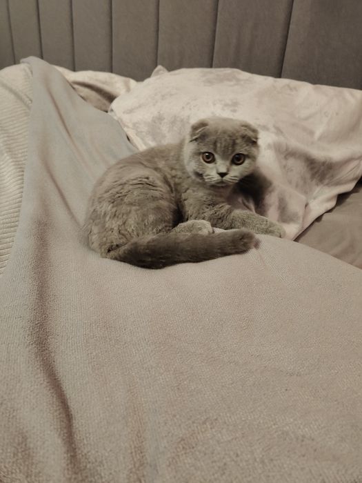 Девочка Фолд Шотландская.