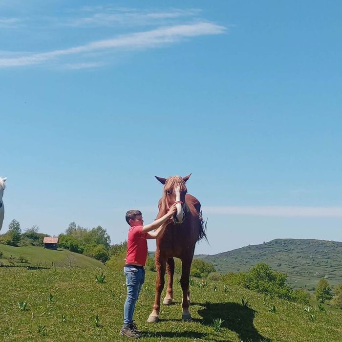 Vand manza de 2 ani