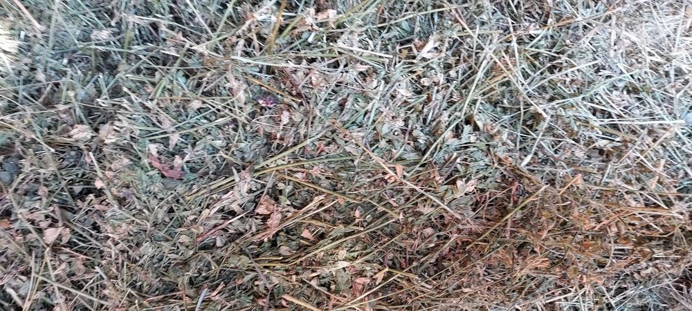 De vânzare Baloti lucerna, fân! Se asigura transport!