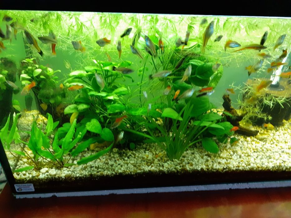 Plante si pesti acvariu