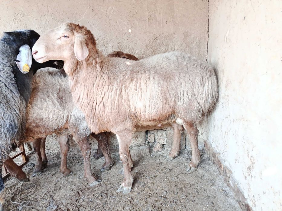 Арашан кой сотилади