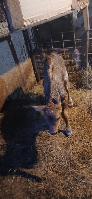 Vand vitel brun pt mai multe detali in pv