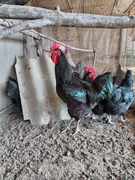 Кора Шахзода  тухумлари