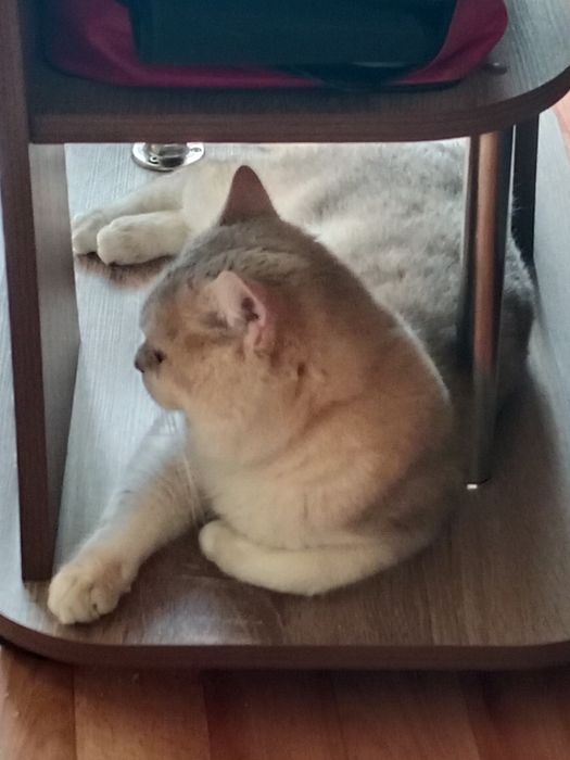 Продам Британский кот.
