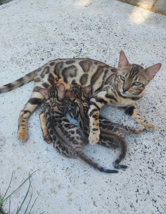 Чистокръвни Бенгалски котки