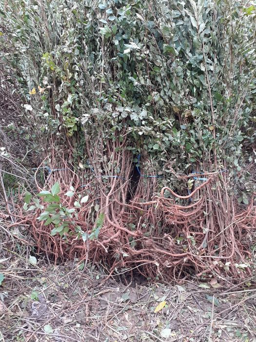 Vand puieti salcam,fag,frasin,carpen,ulm,păltin,stejar,mesteacan,etc