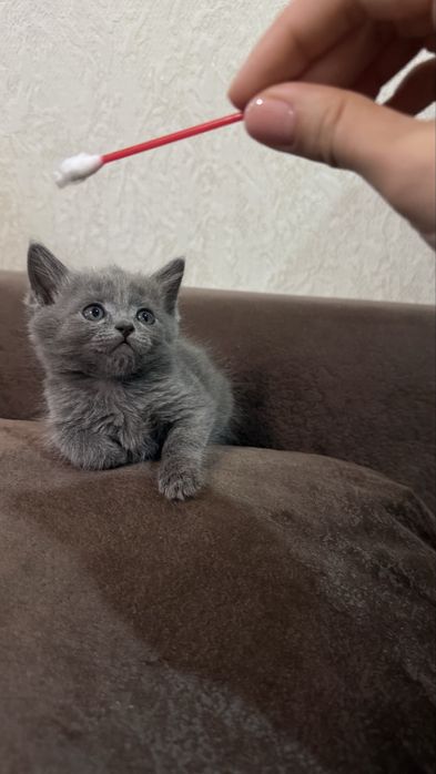 Котенок шотландка девочка