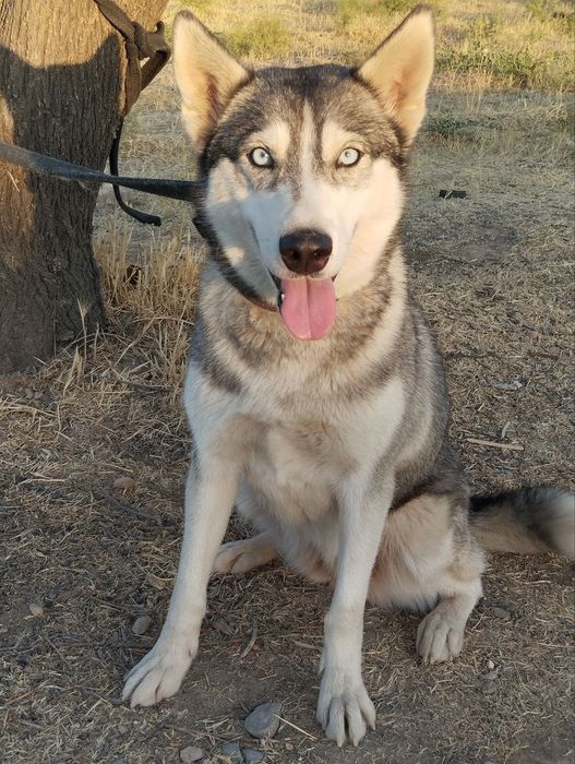 Собака порода сибирский хаски