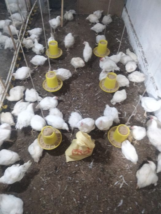 Продам дом в п Бескоспа