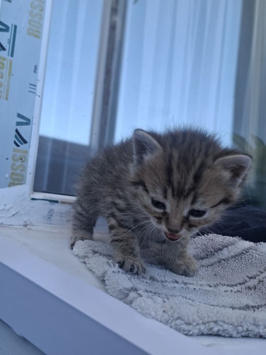 Отдам котёнка бесплатно