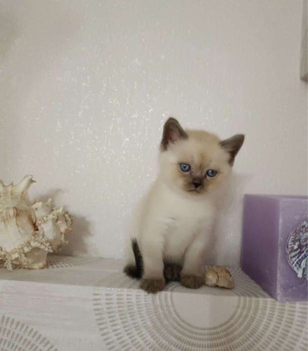 Ragdoll puiut fetita