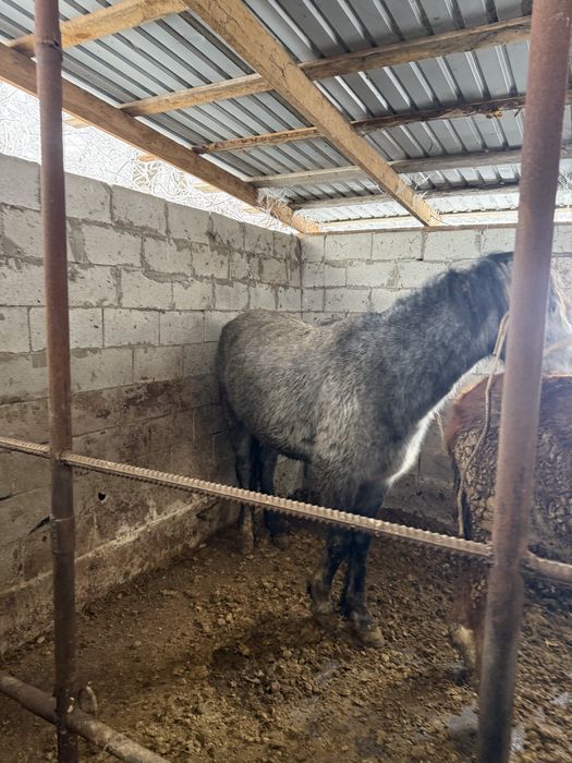 Срочна бие сатылады