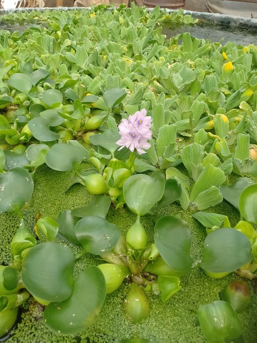 Salata de Nil-Pistia+Zambile amazoniene plante de apa plu