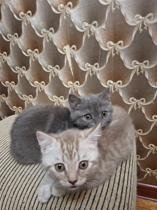 Котята шотландцы